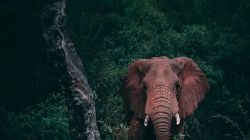 elephant 