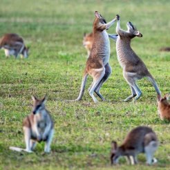 Two wallabies playfully fighting
