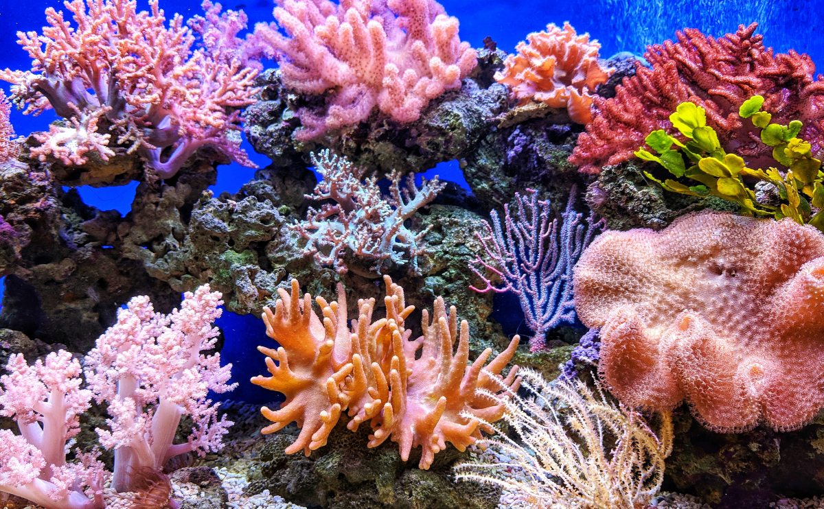 Plant life on the seabed