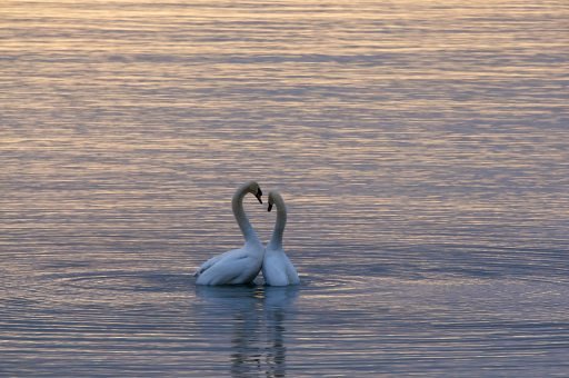 Two swans making a heart shape